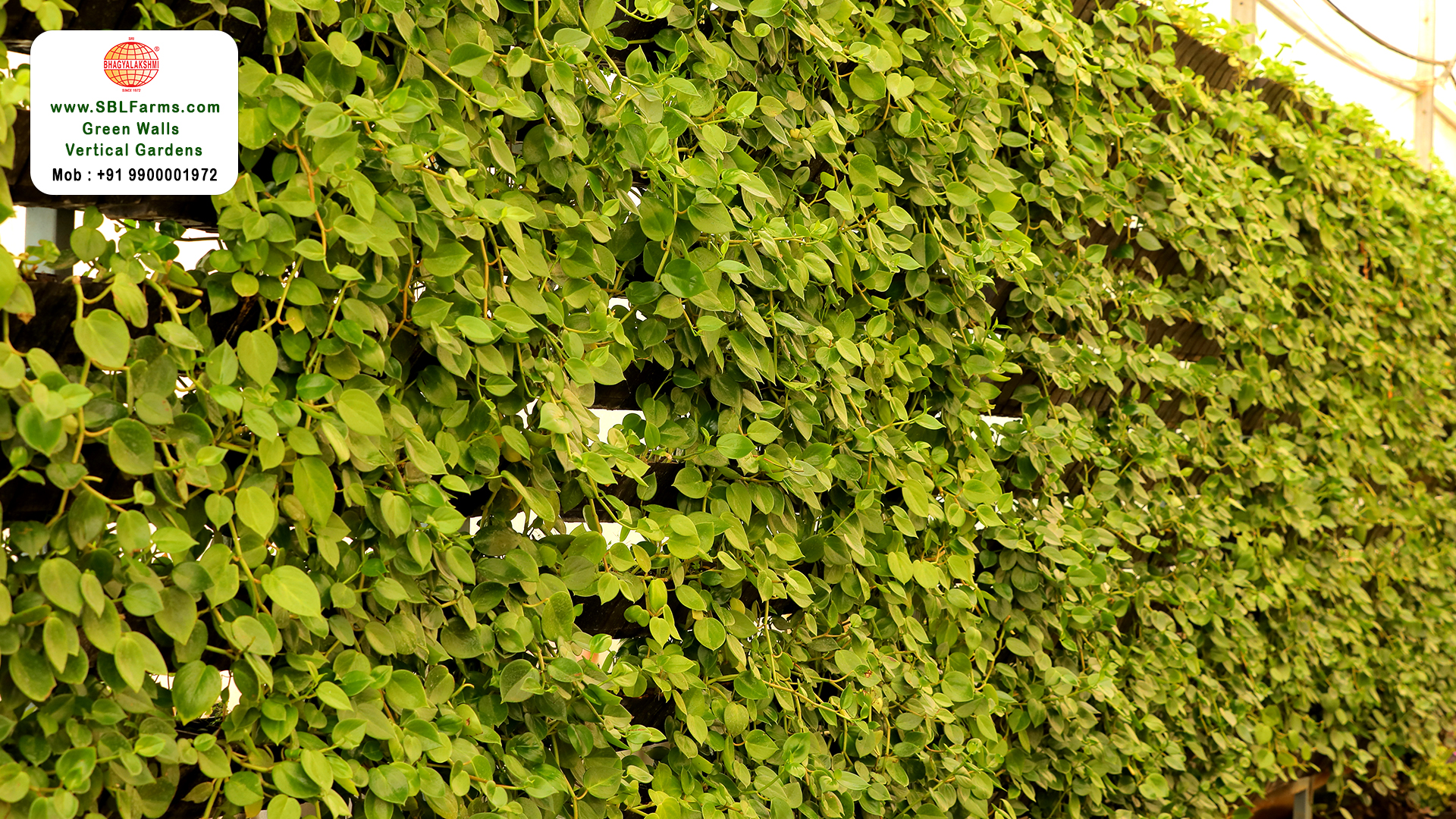 Sbl Farms Green walls and Living walls, Vertical Garden, Bio Curtains,Green wall or vertical garden service near me